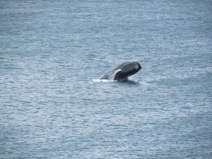 IMG_0168